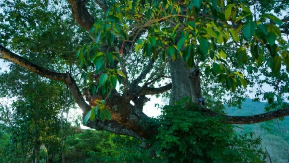 萬物競(jìng)萌植物園：一場(chǎng)關(guān)于自然與生命的奇妙探索